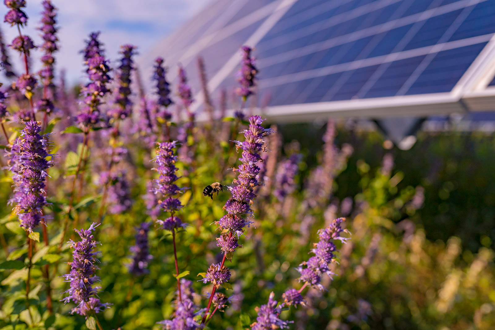 Purple Solar Panel