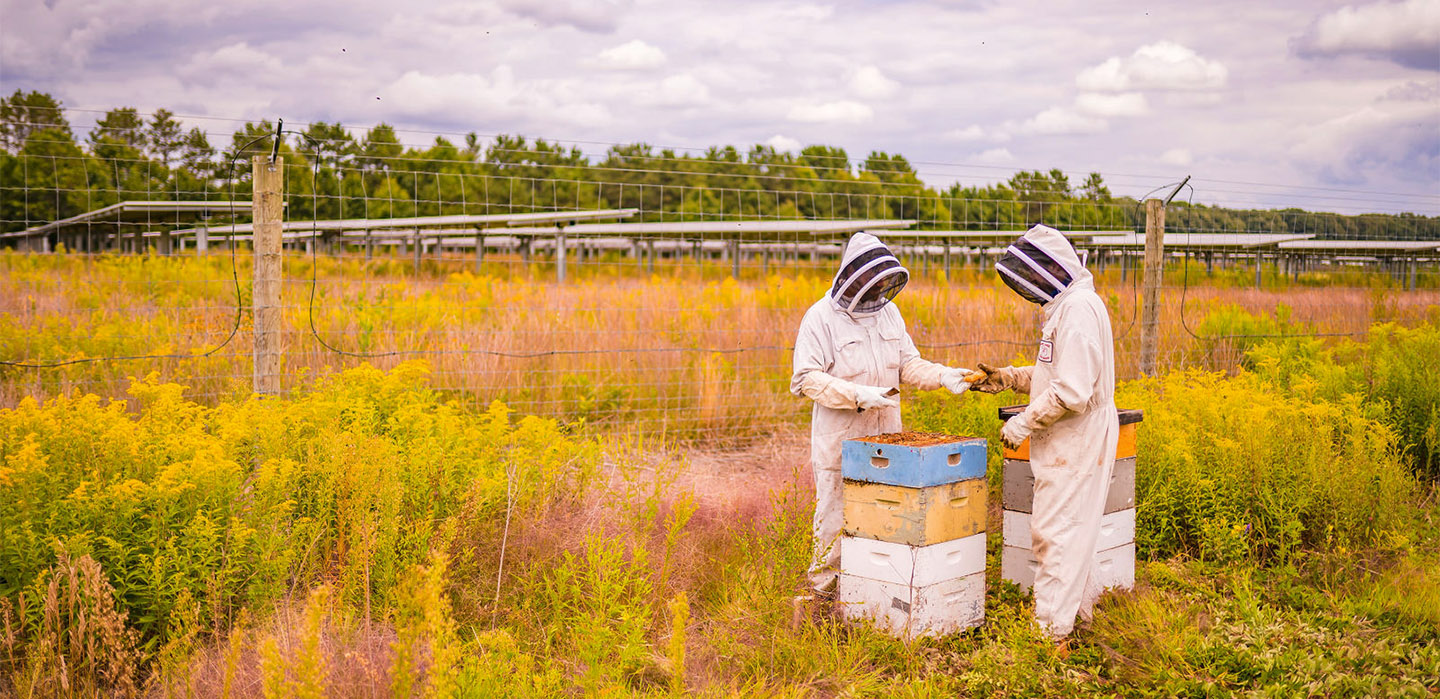 Beekeepers working in a field with solar panels in the background