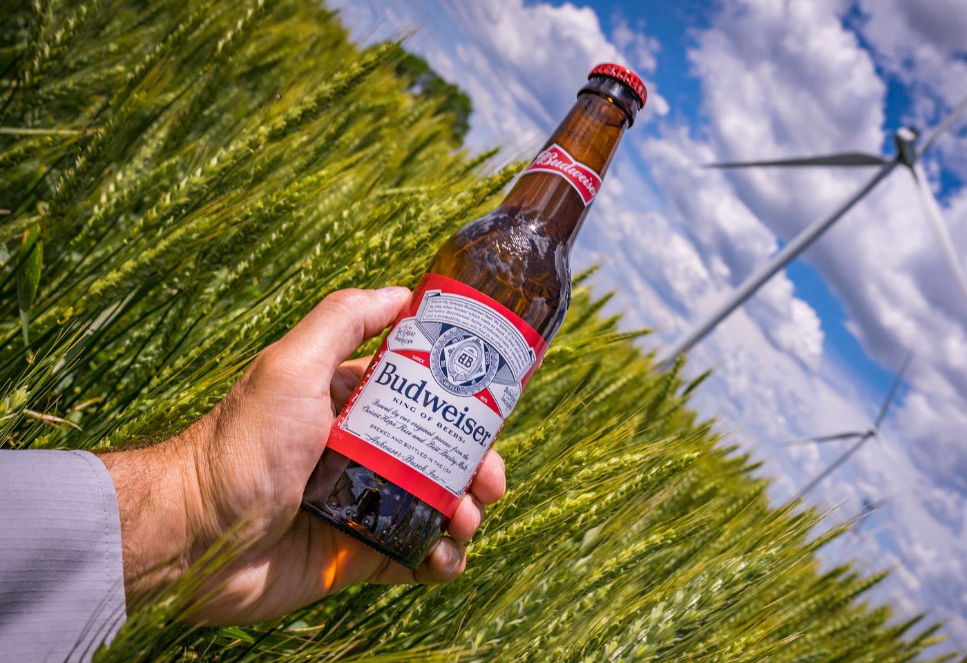 Budweiser bottle being displayed in a field of wheat and barley with a wind turbine visible in background