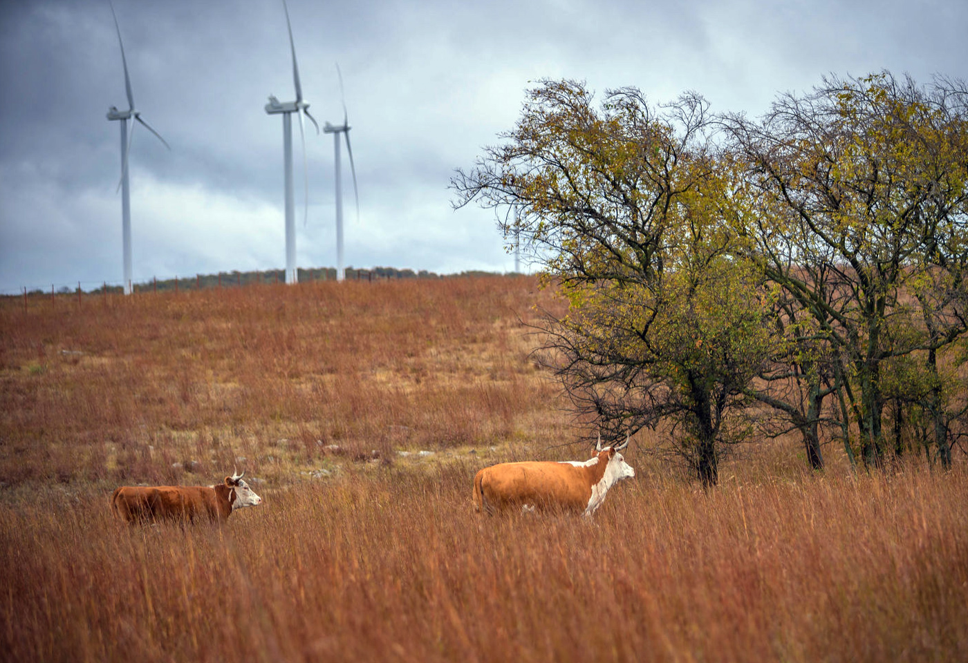 Cows graze in a field with wind turbines visible in background